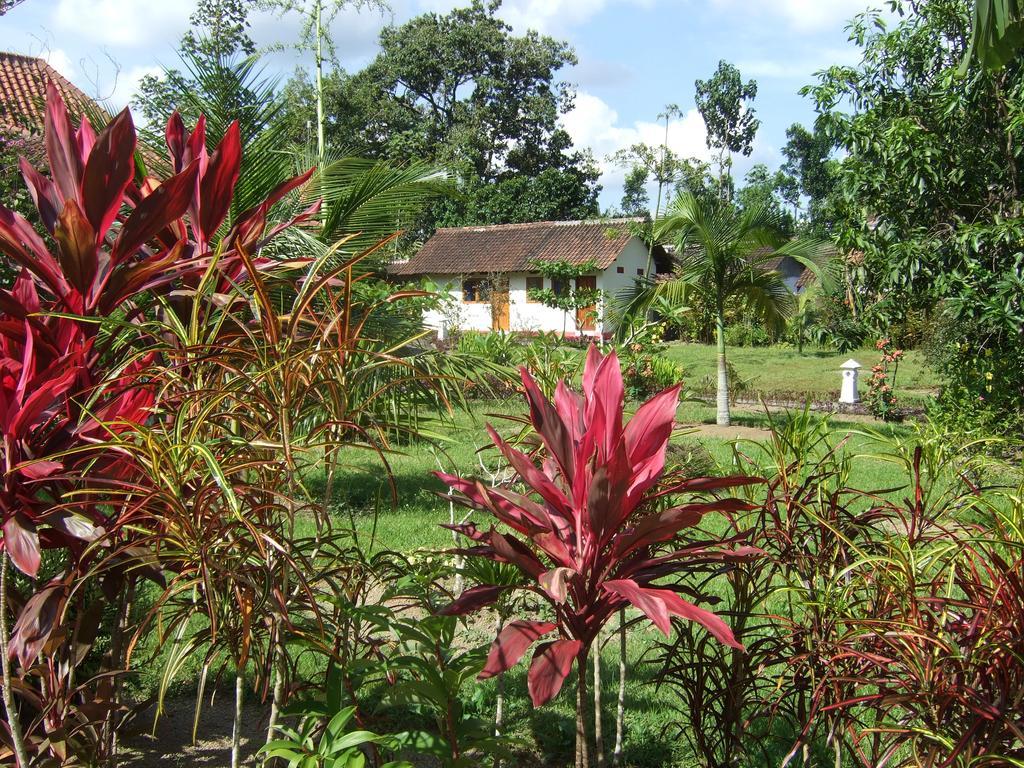 Guesthouse Rumah Senang Kalibaru エクステリア 写真
